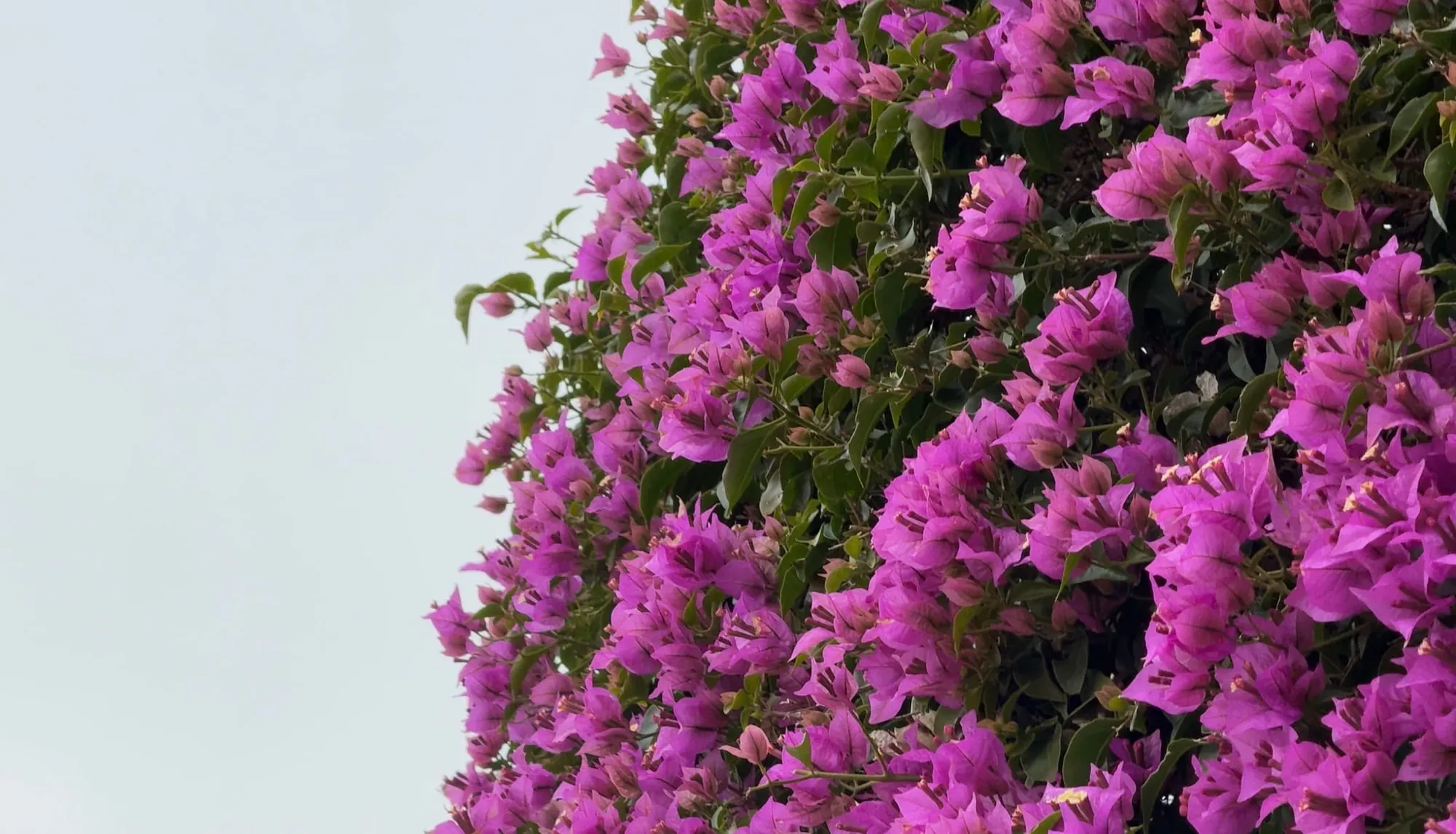 Bougainvillea in bloom against a pale Mallorca sky