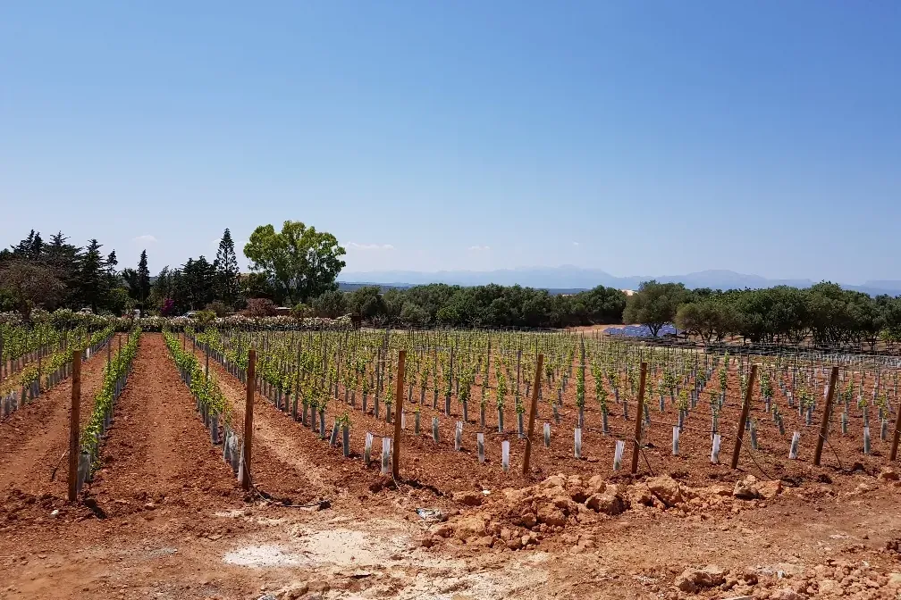 Manacor vineyards phase 2