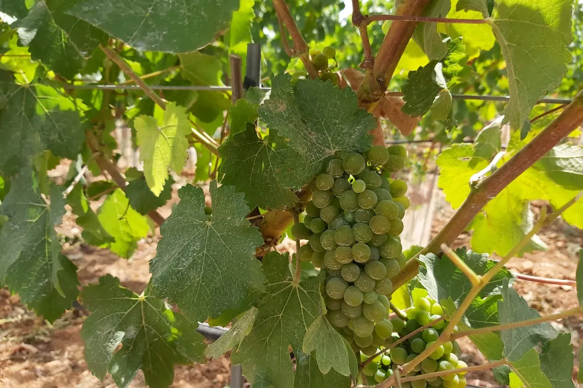 Manacor vineyards phase 3