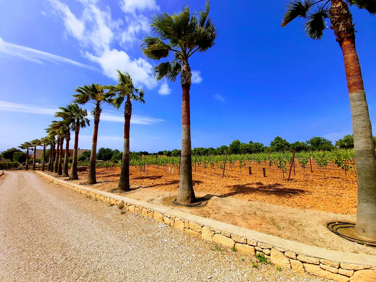 Palmer & Partners vineyard in Manacor